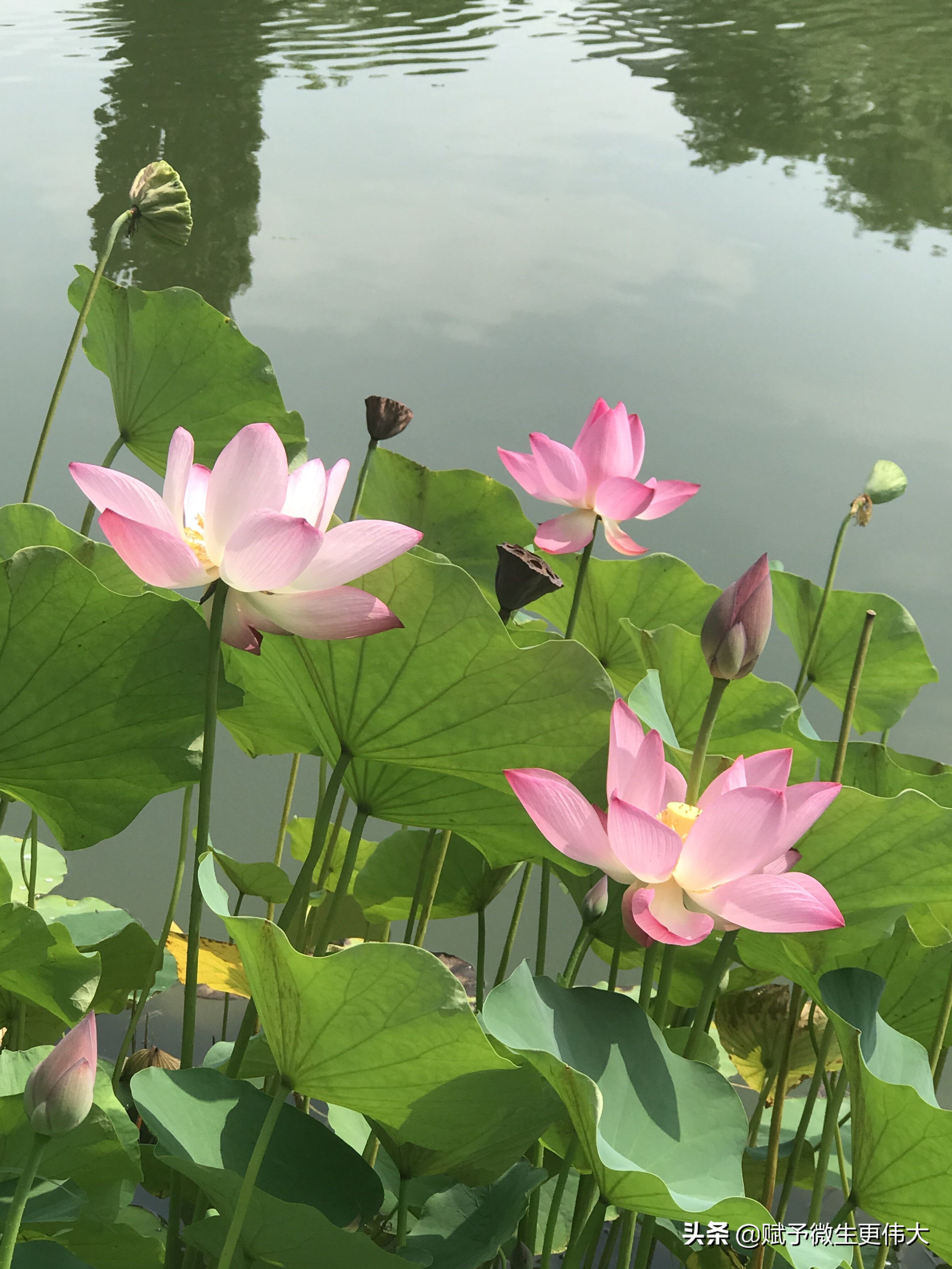 秋风紧——今日暑盛更秋时