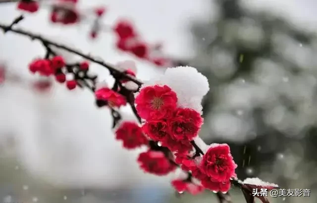 关于梅的诗句大全 梅雪争春未肯降，骚人阁笔费评章图片