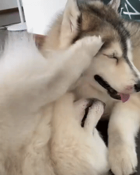 二哈和萨摩组CP甜晕网友：霸道萨遇到傲娇哈...磕到了