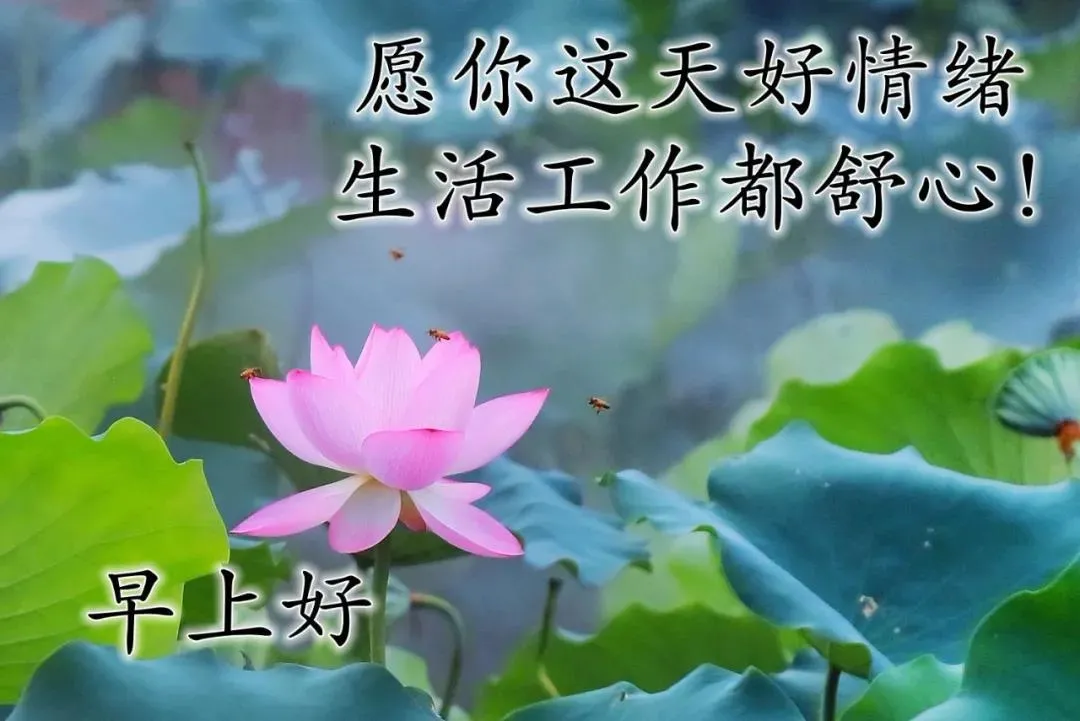 早上好表情动态 祝福语问候语 图片