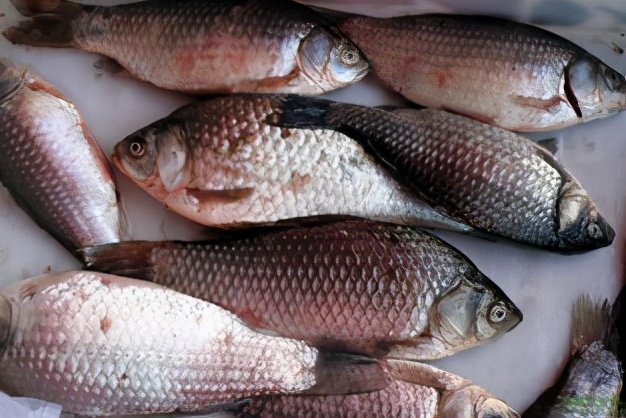 淡水鱼类在高温期暴发性流行病(败血症)的防治