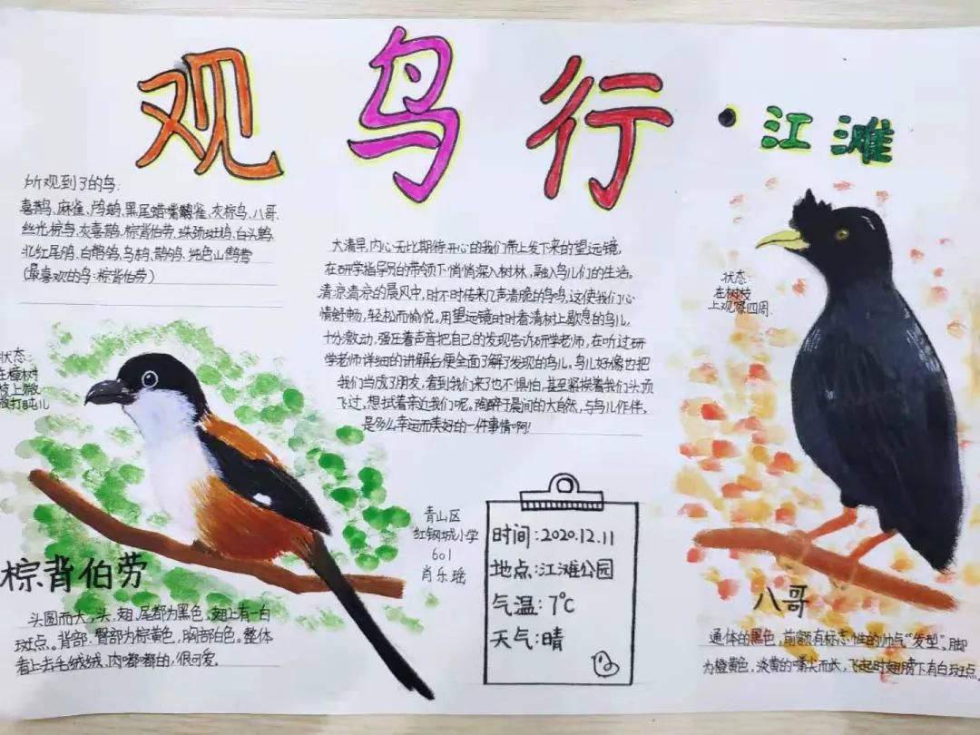 生态研学｜江滩观鸟 用另外一种方式打开大自然