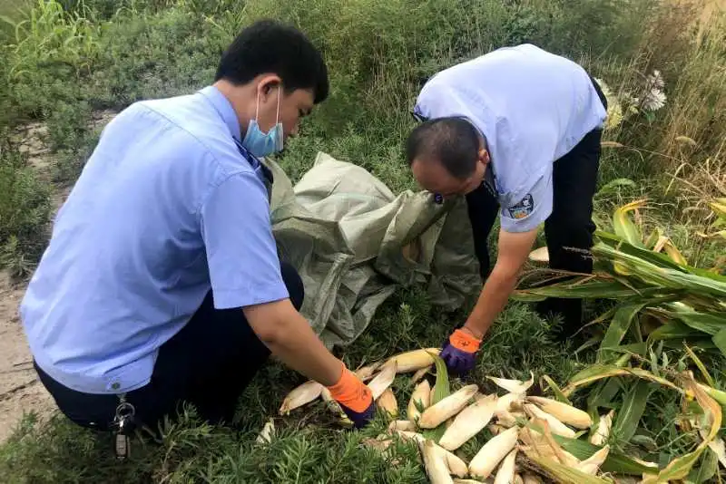 留守老人秋收季，民警帮忙收苞米