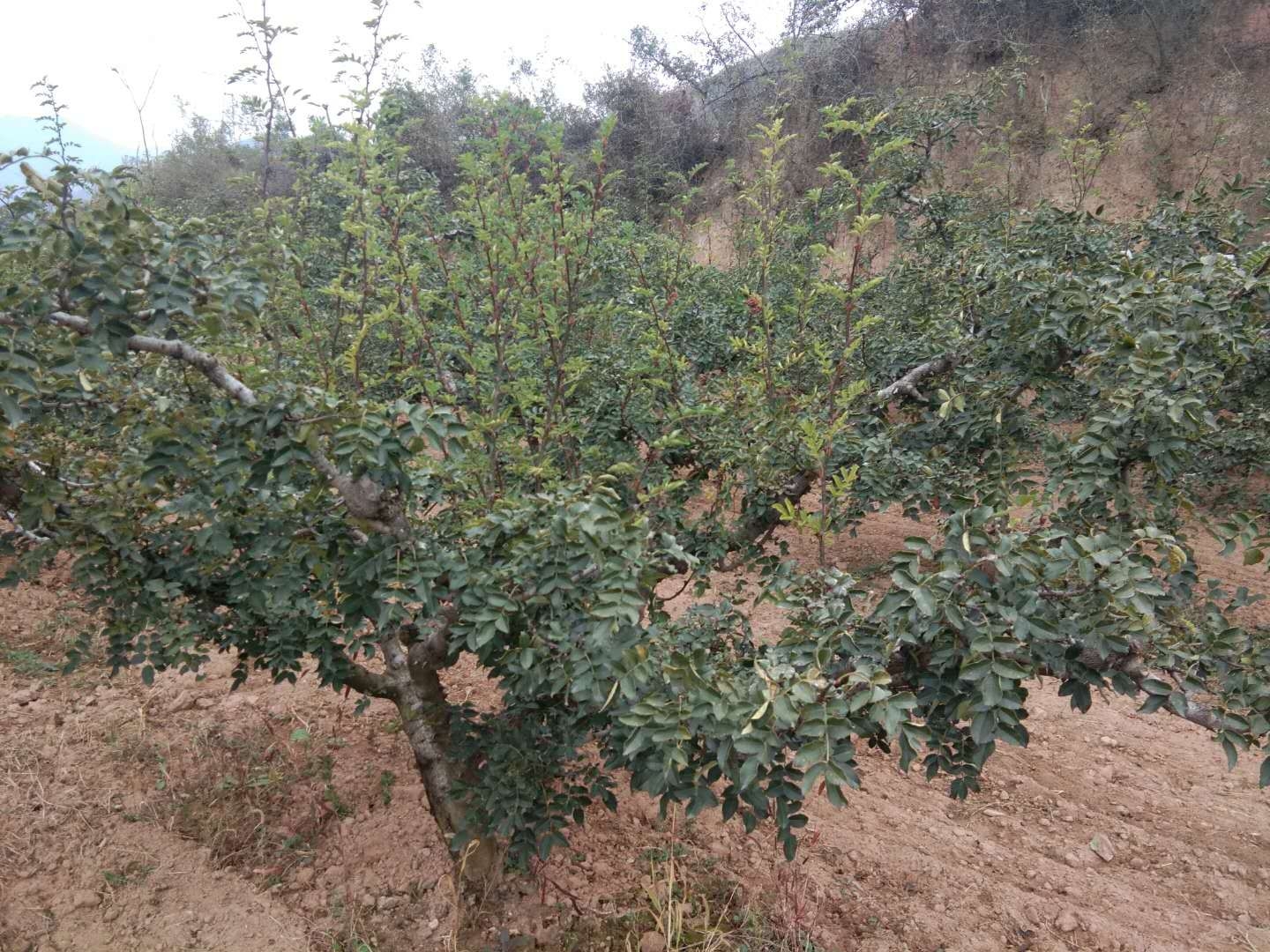 花椒树11月份管理技术要点解析，抓好这四点是关键