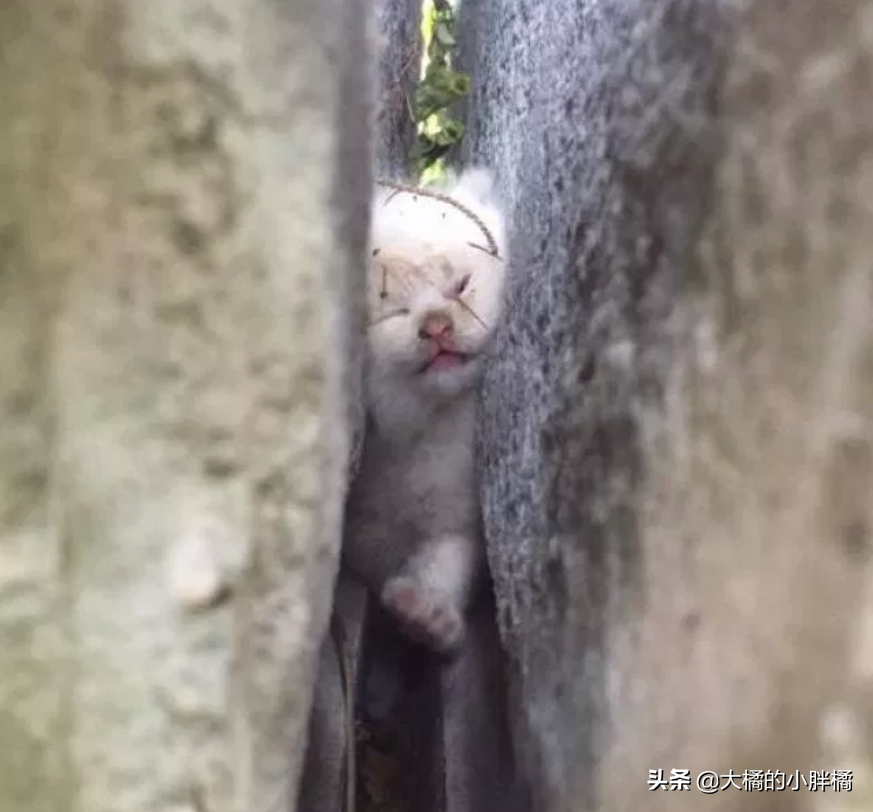 小貓被岩石縫卡住，叫喊2天後被男子發現，被救後因禍得福被收養