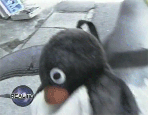 这只日本小镇的网红企鹅，每天最爱的事是背包去鱼店讨鱼吃～