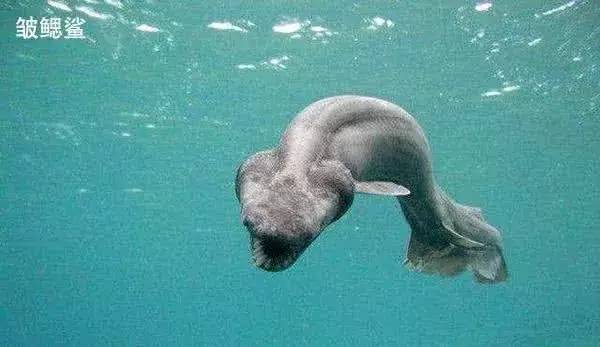 大海到底多深？说出来你都不一定会相信？海底