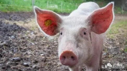 我国采购4万吨美国猪肉！猪价暴跌？还要买千万