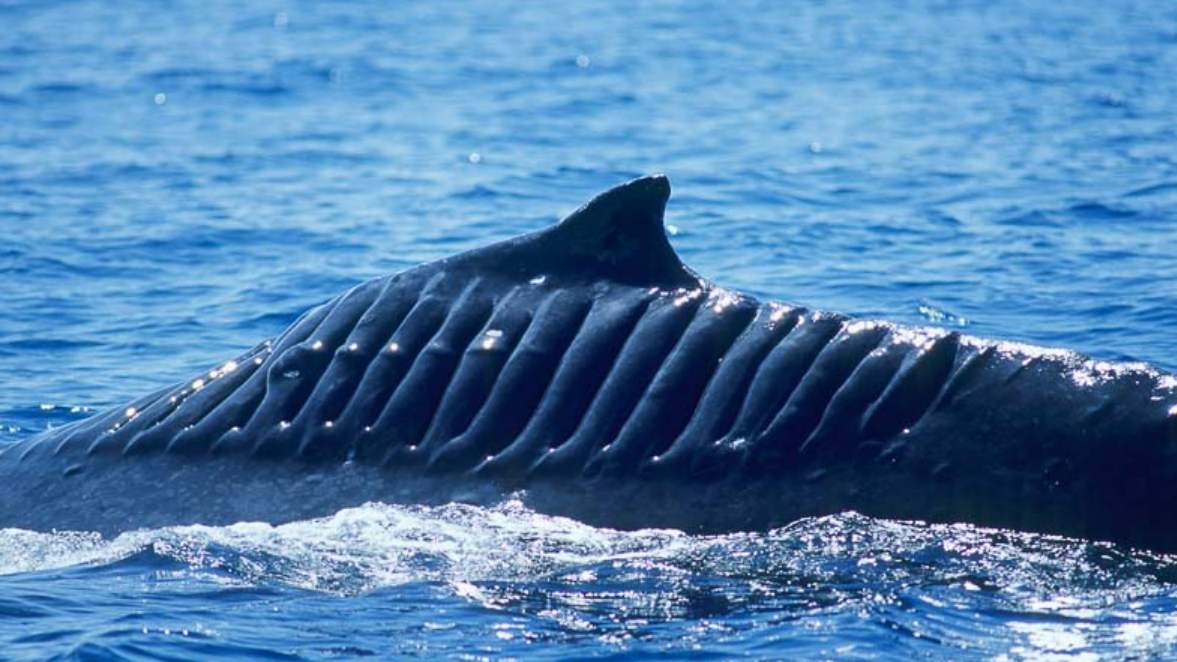 航空母舰的螺旋桨有多可怕？看看这些海洋生物