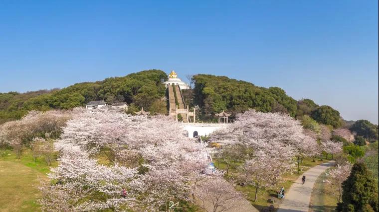 领略春日江南独道风情 苏州上方山百花节如约而至