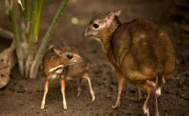 全球唯一白色大熊貓現身，沒有黑眼圈，消失多年物種也不斷出現