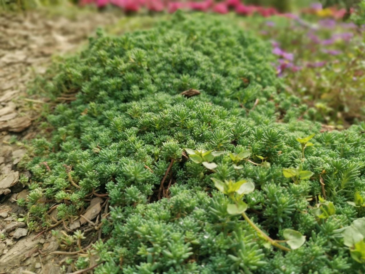 匍匐生长的6种多年生草本花卉 这些铺地植物耐养 观赏性好 养花交流 Mdeditor