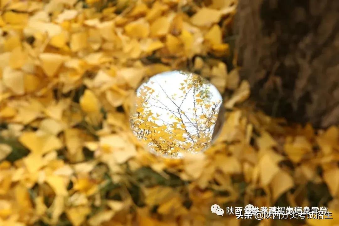 省级就业示范 | 陕西工商职业学院