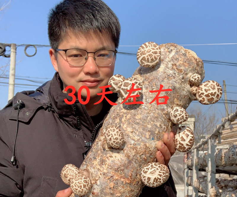 小万黄：农村小伙讲述随州冬花菇种植过程