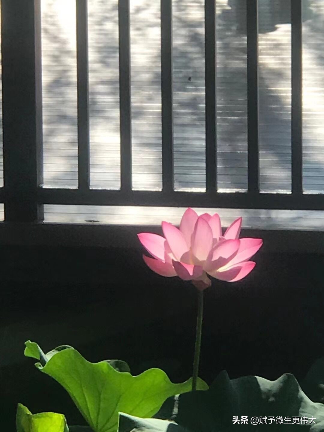 愿做生命一只莲
