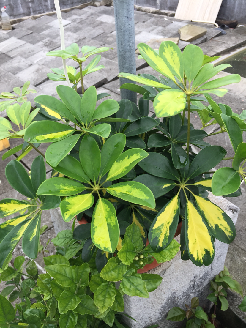 被動吸入“二手煙”真煩人，趕緊養盆“吸煙花”，凈化空氣效果好
