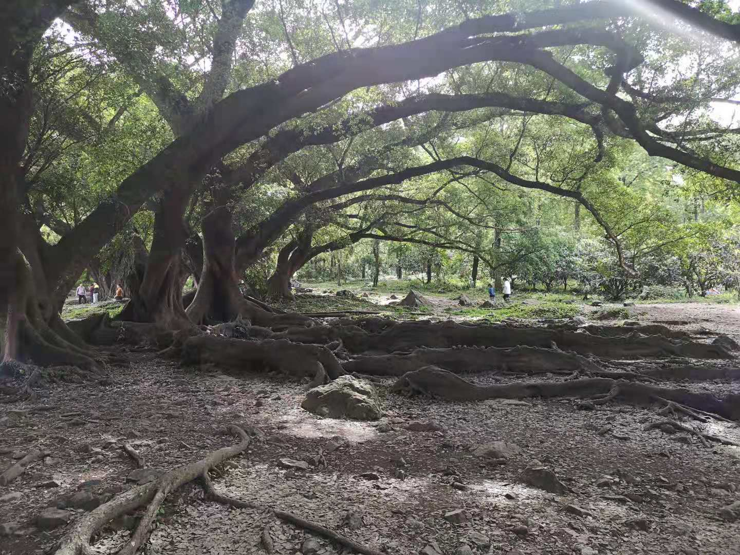 我们的霞浦路线图：光影栈道、东壁、杨家溪、赤溪、S弯、下尾岛