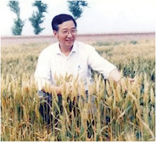 “杂交小麦之父”李振声：曾让小麦产量超越水稻，现年90岁高龄