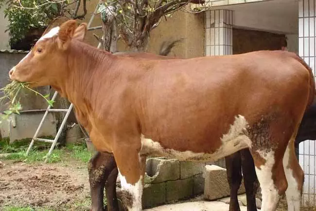 2020年准备养牛的朋友注意啦