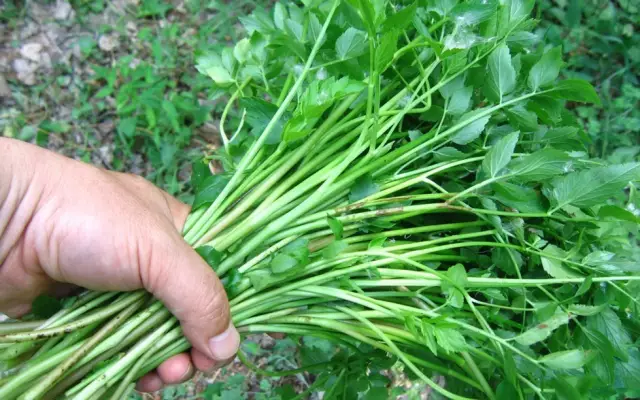 農村常吃的40種· 野菜，能治病能解饞，你吃過幾種呢？