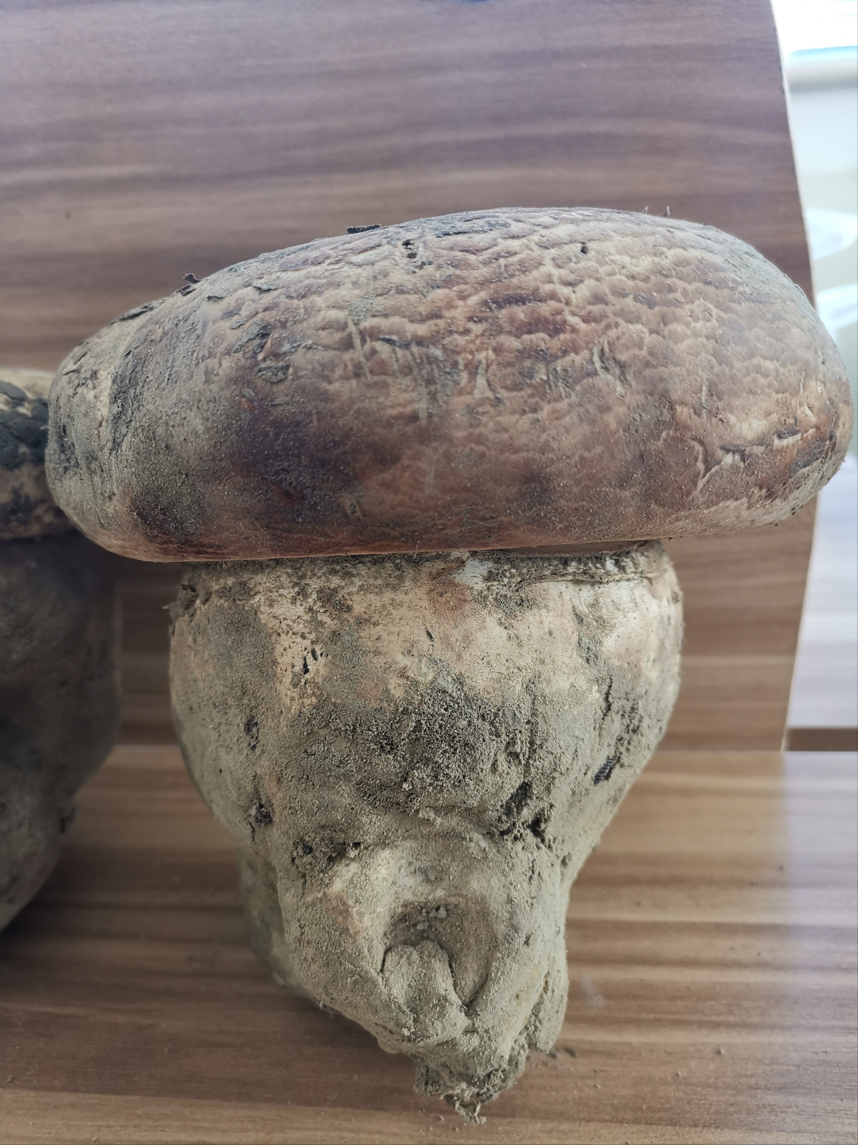 沙漠裏挖出的巨型蘑菇，當地人叫它柴達木大肥菇