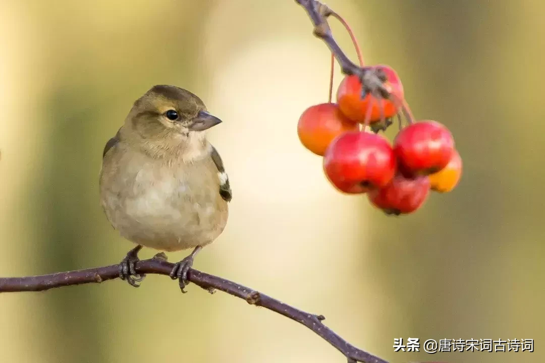 35句励志经典诗词，选一个作为你的座右铭-第4张图片-诗句网