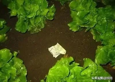 Yesterday is northward off year, is today southern off year? Which is off year of the North sea a day? 