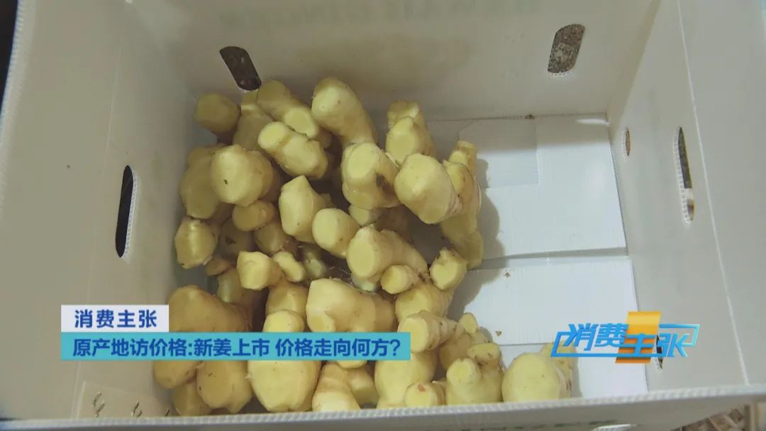 新姜收獲！有人整畝出售，有人窖里深藏，生姜價格走向何方？