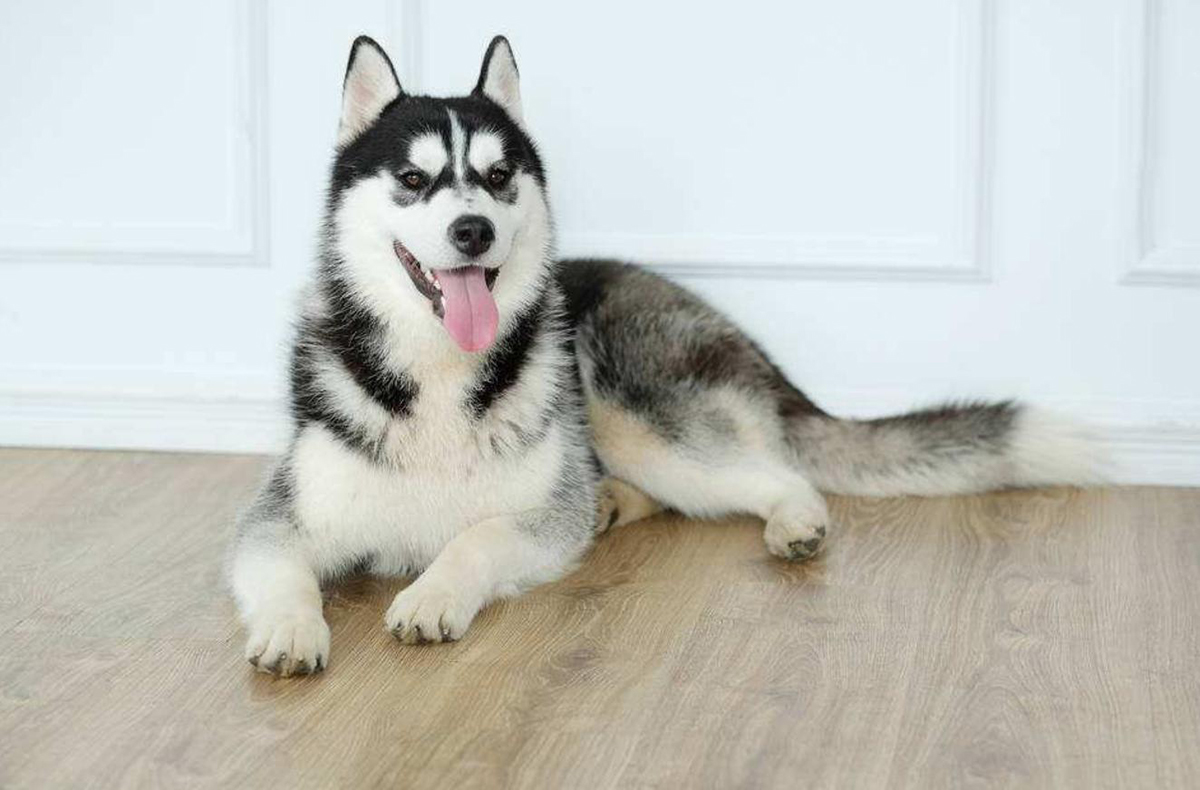 明明是“倆老表”，為什麽狗的眼睛看起來比狼要溫柔許多？