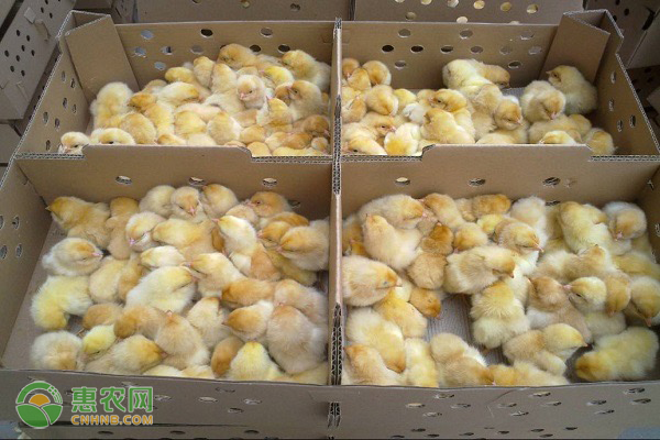 养鸡知识：鸡大肠杆菌用什么药？如何预防？