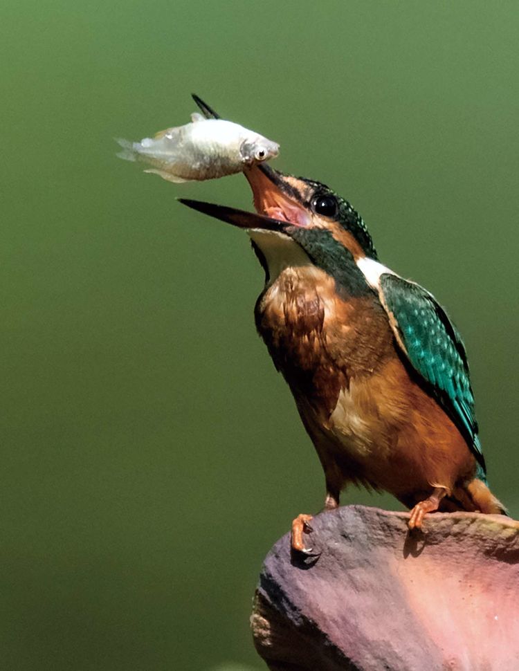 翠鳥捕魚，舌尖上的美食