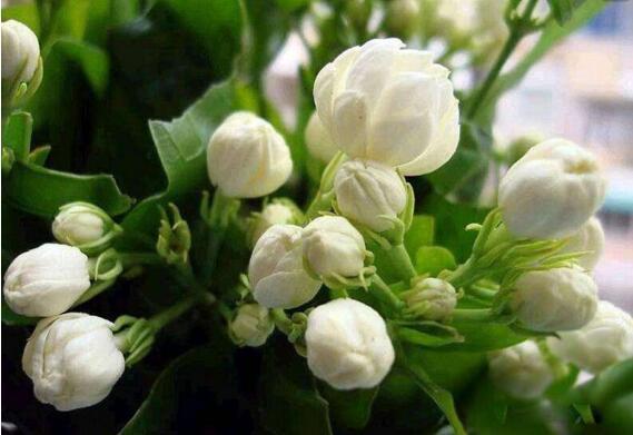 茉莉花釋放“三信號”，果斷剪一剪，花苞咕嚕冒，一次綻放上百朵
