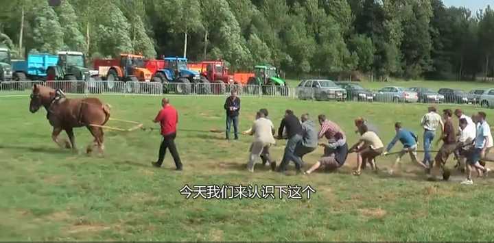 誰說“瘦死的駱駝比馬大”？這種馬比駱駝大多了！拉力堪比小貨車