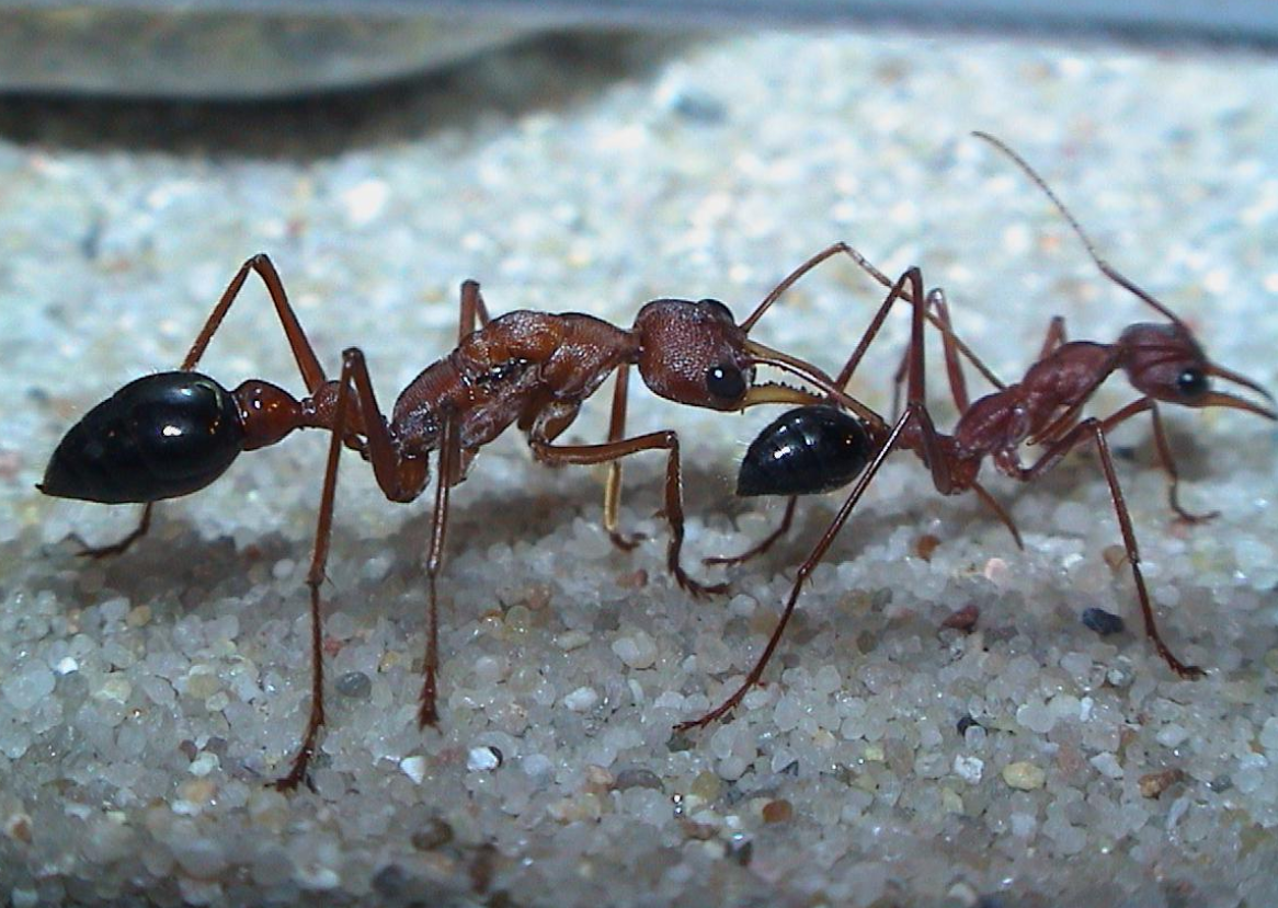 38隻毒螞蟻進入山東被查，毒性有多強？相似毒蟻15分鍾內可要人命