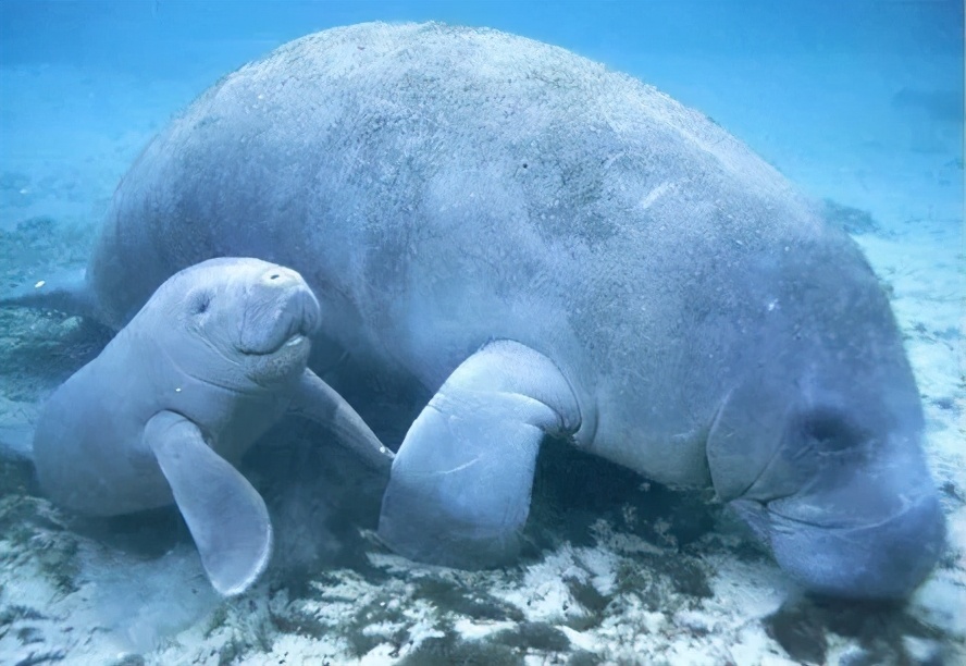 儒艮与美人鱼全世界都有关于美人鱼的传说是巧合吗