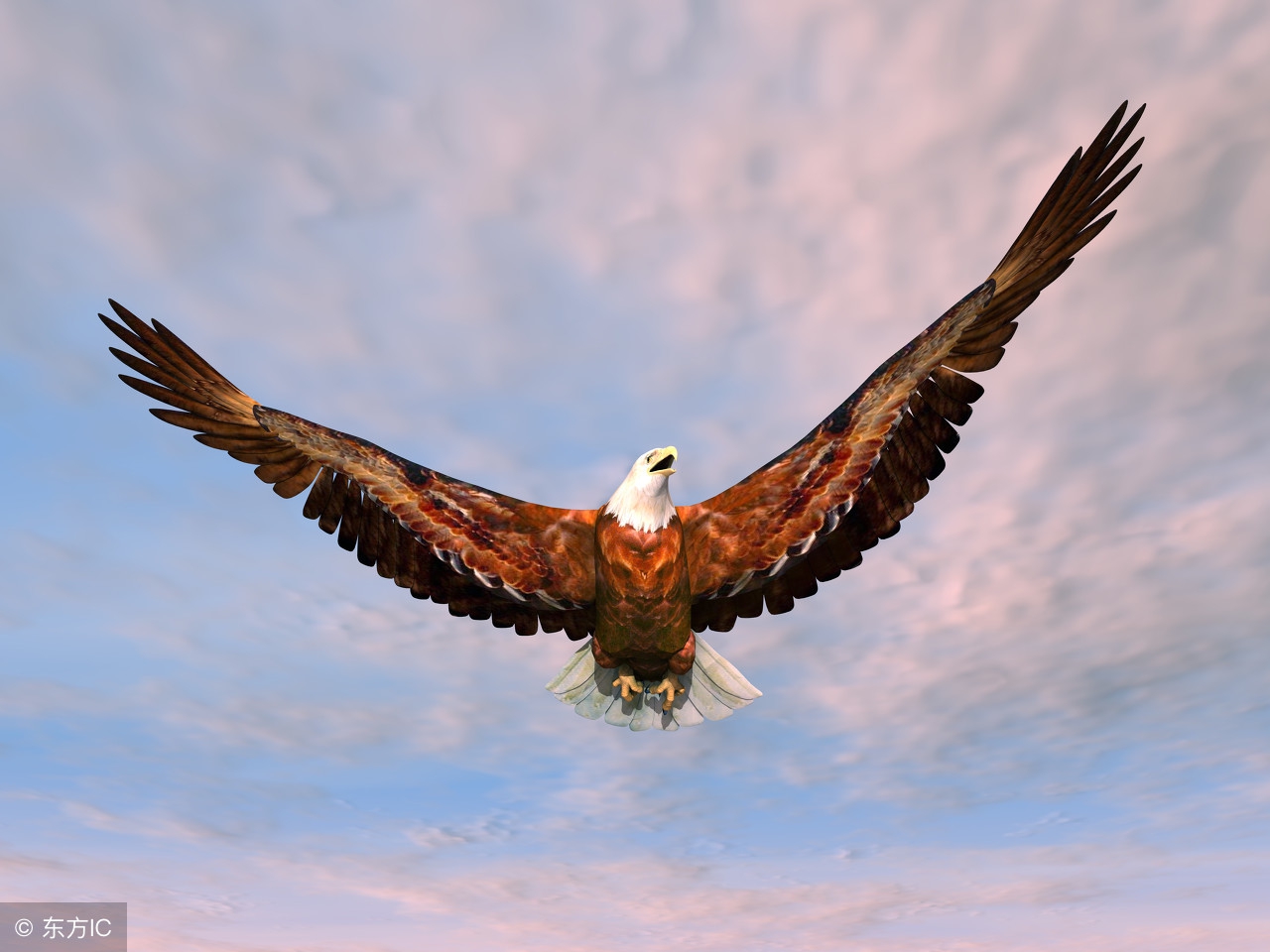红鹰展翅高飞图片图片