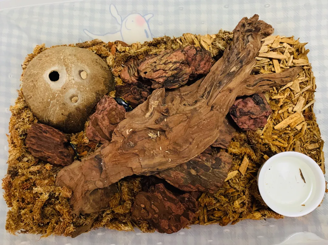 蛇苗不开食 难道只能填?且慢
