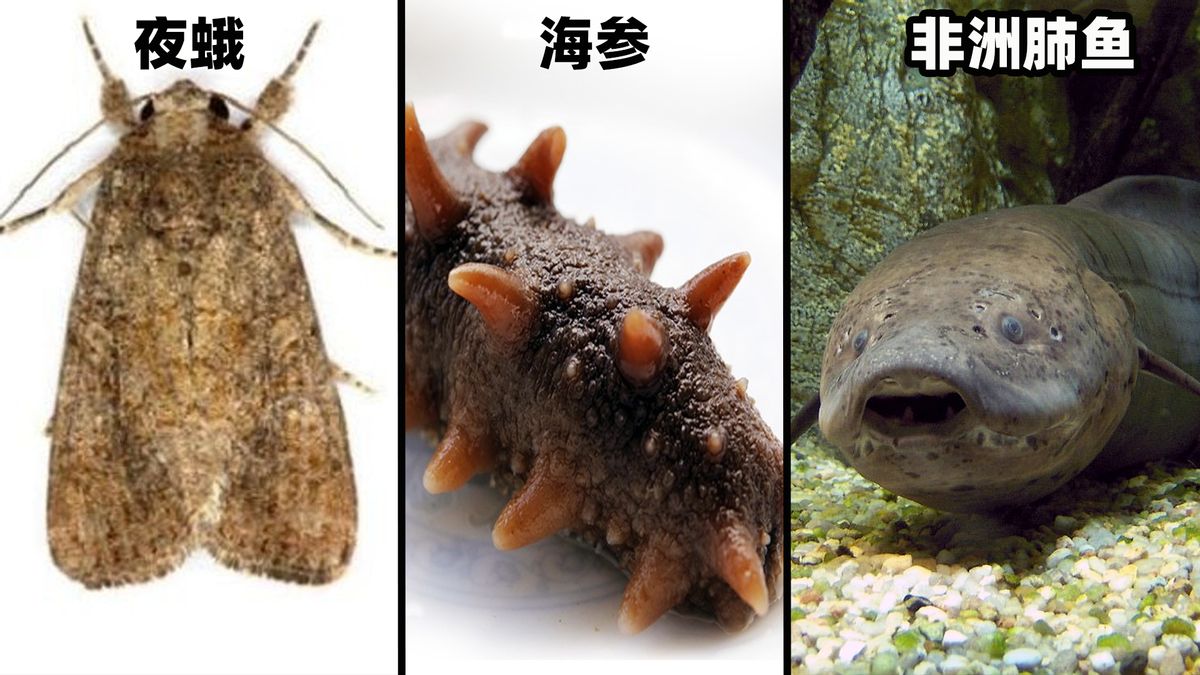 生命最頑強(qiáng)的魚(yú)！肺魚(yú)離開(kāi)水藏在土墻里，也能茍活4年之久