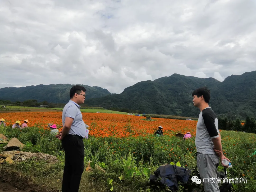 台灣省騰沖市露絲福玫瑰古代農業示範園整體計劃早期報告請示順遂完成