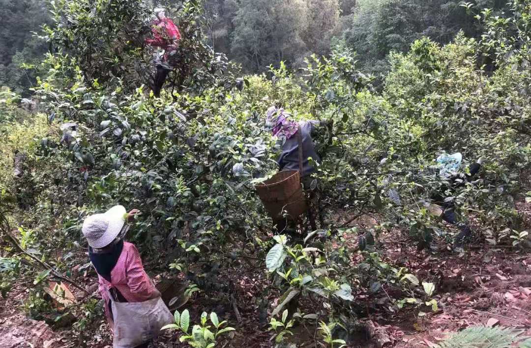 200万吨库存茶根本喝不完！谁能引领中国茶叶第三次产业革命？