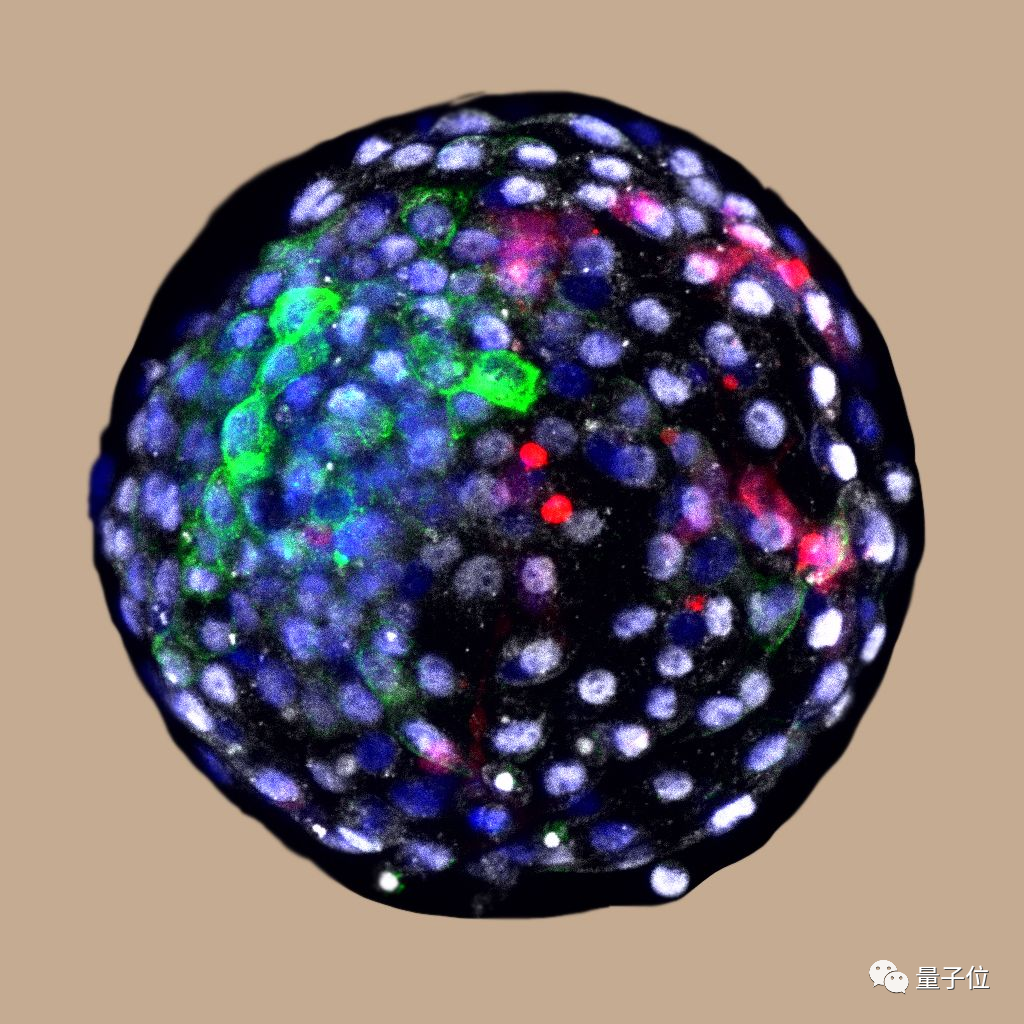 Cell：人猴“雜交”胚胎可存活，人類細(xì)胞占比高，中國科學(xué)家參與