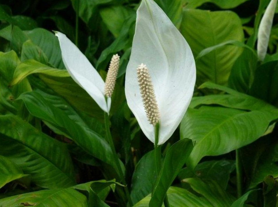 春季白掌生长期 两少一多 的方法 少黄叶 更茁壮 燕子花语 Mdeditor