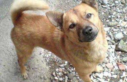 流浪狗撞倒老人，长期投喂者被判赔四万元，你还敢投喂流浪动物？