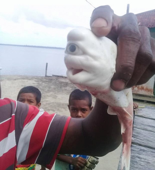 印尼独眼白化鲨鱼看起来像是古代神话中的生物