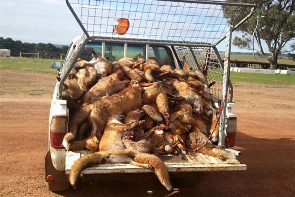 澳洲野兔泛滥堪称灾难，澳政府对百亿野兔的六次围剿只能说尽力了