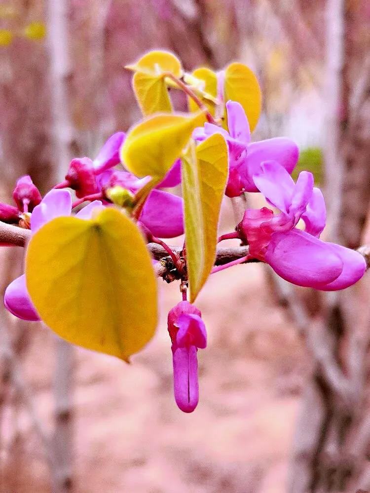 豆科 紫荆属植物 紫荆花 李彬文 Mdeditor
