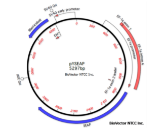 入门级！6种常见报告基因介绍——GFP、hGH和SEAP