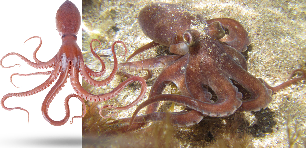 深度解析章鱼鱿鱼墨鱼等软体动物中