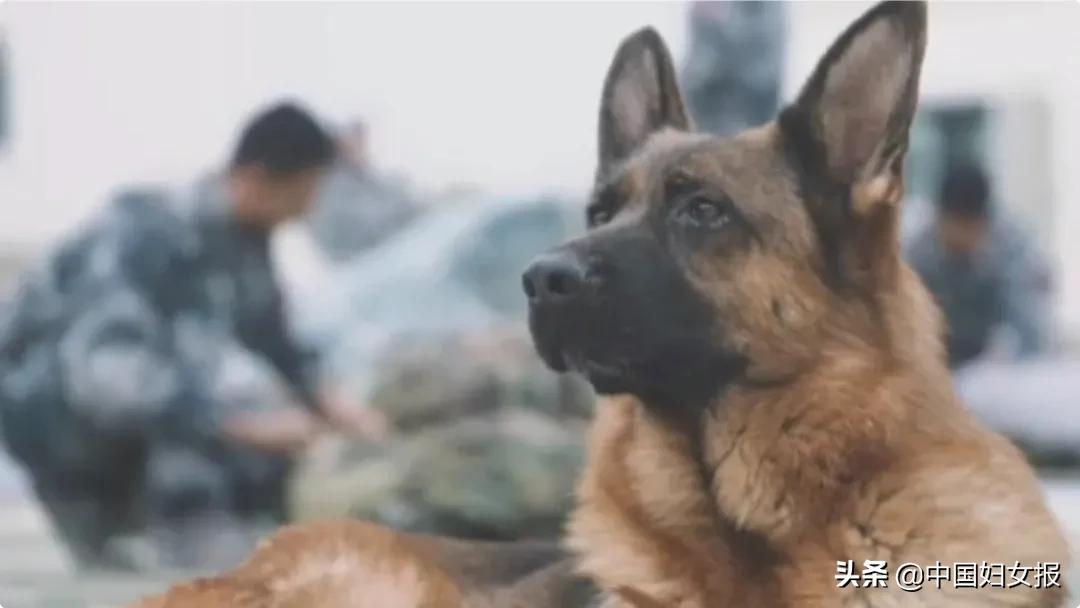 没有困难的工作，只有勇敢的狗狗