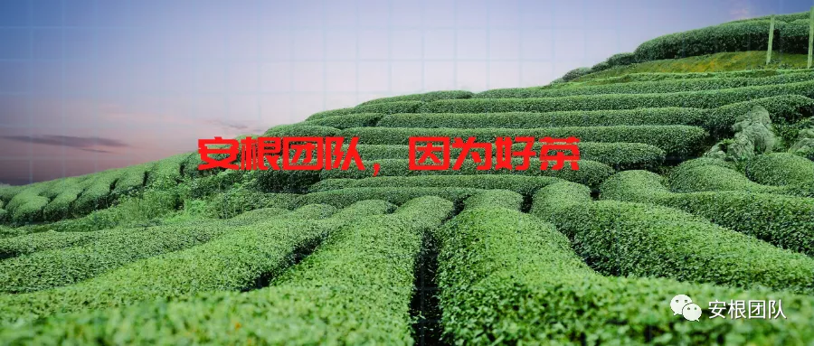 茶人借鉴：中医药特色小镇的发展与思考